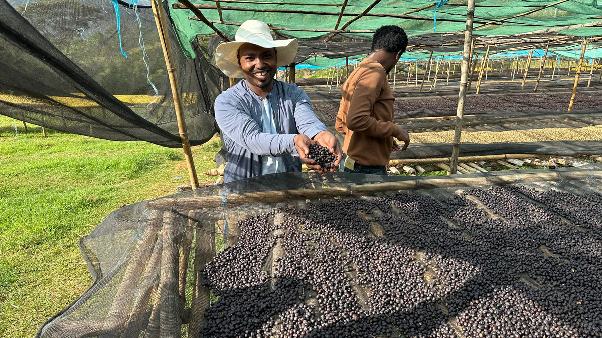 Ethiopia Bombe Basha Bakele — vers gebrande Arabica koffiebonen