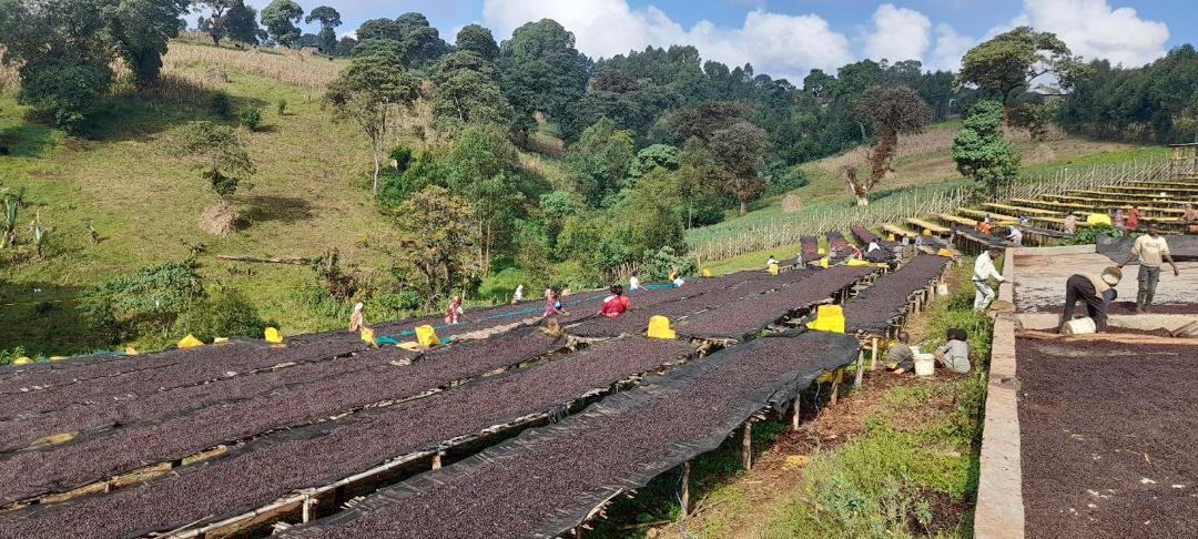 Ethiopia Kuri Mountain — vers gebrande Arabica koffiebonen