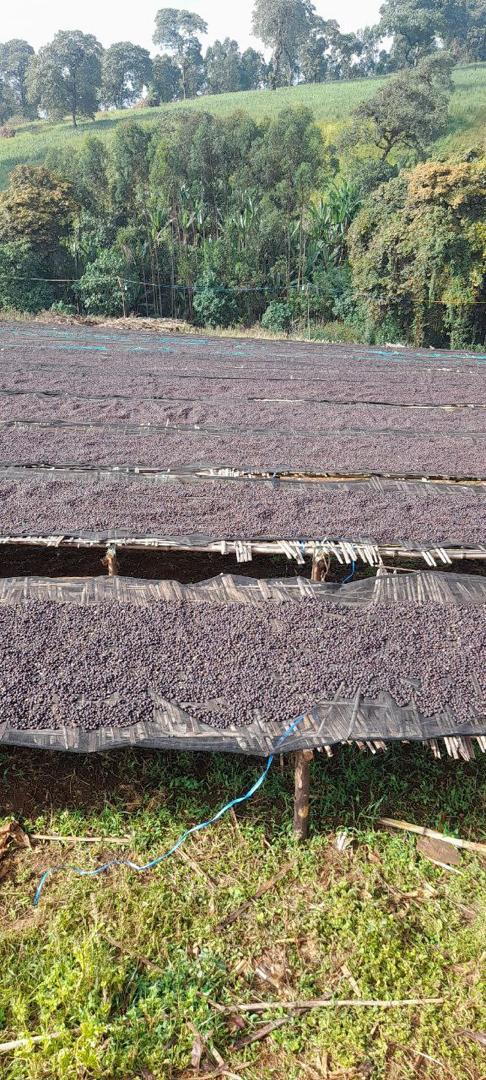 Ethiopia Kuri Mountain — vers gebrande Arabica koffiebonen