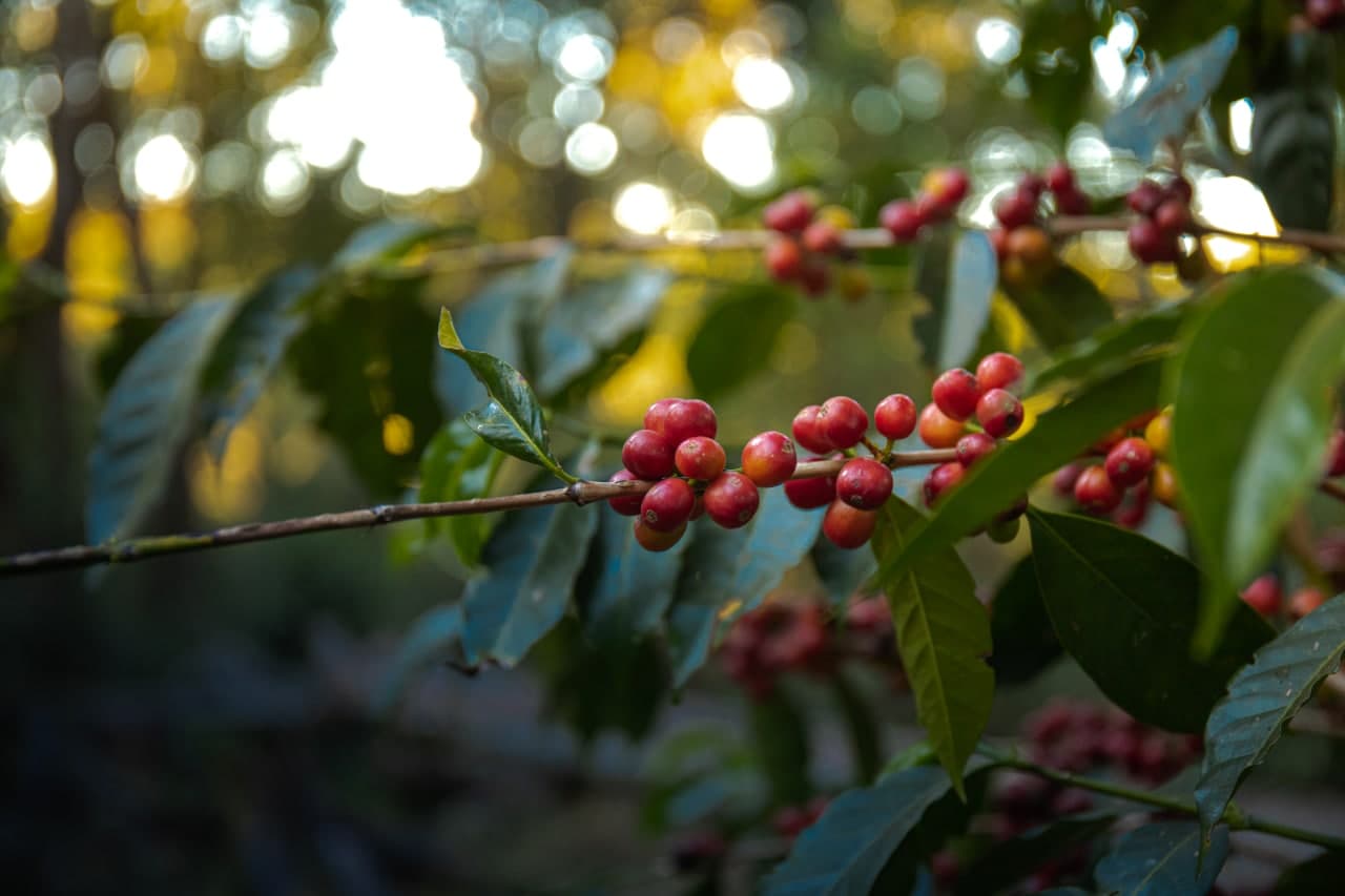 Ethiopia Kuri Mountain — vers gebrande Arabica koffiebonen