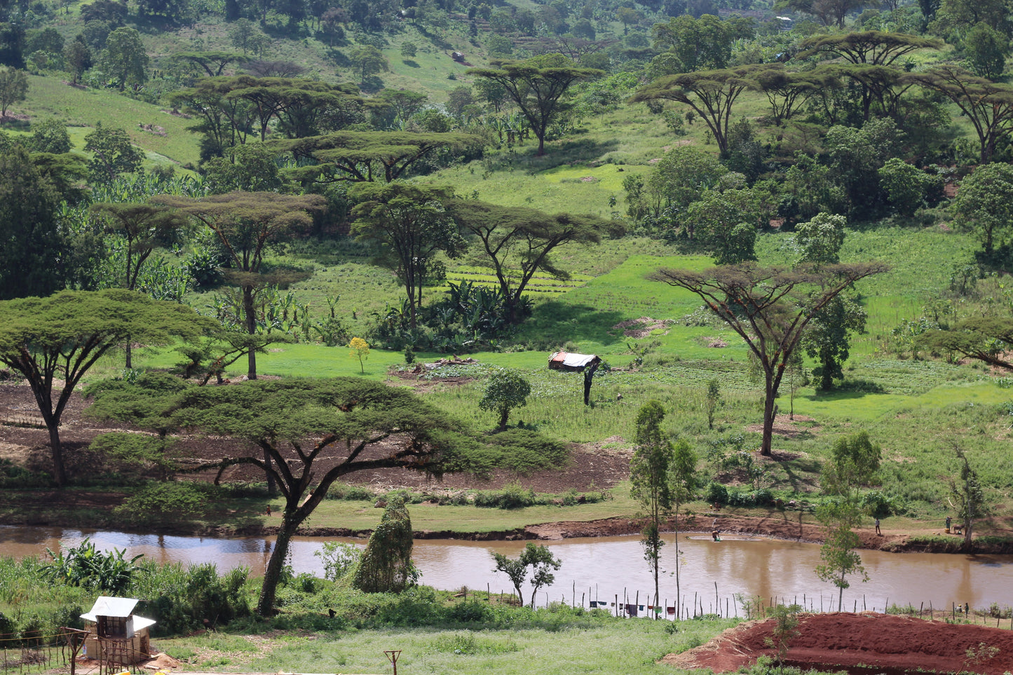 Ethiopia Kuri Mountain — vers gebrande Arabica koffiebonen