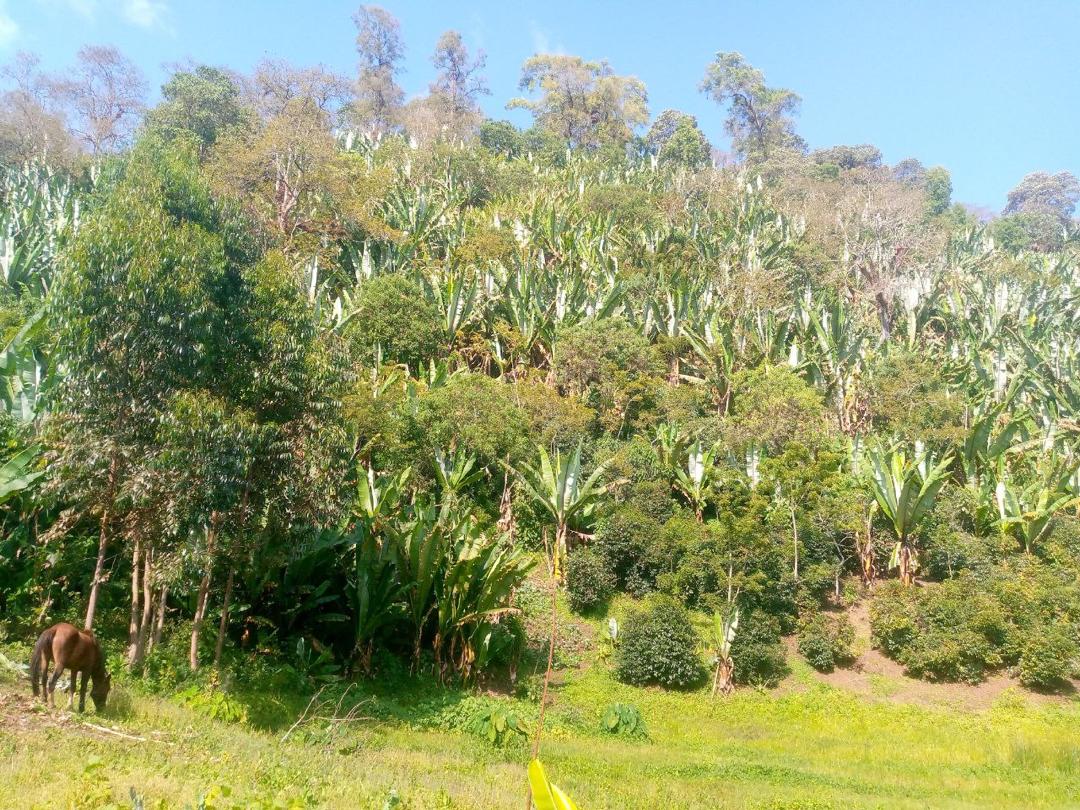 Ethiopia Kuri Mountain — vers gebrande Arabica koffiebonen