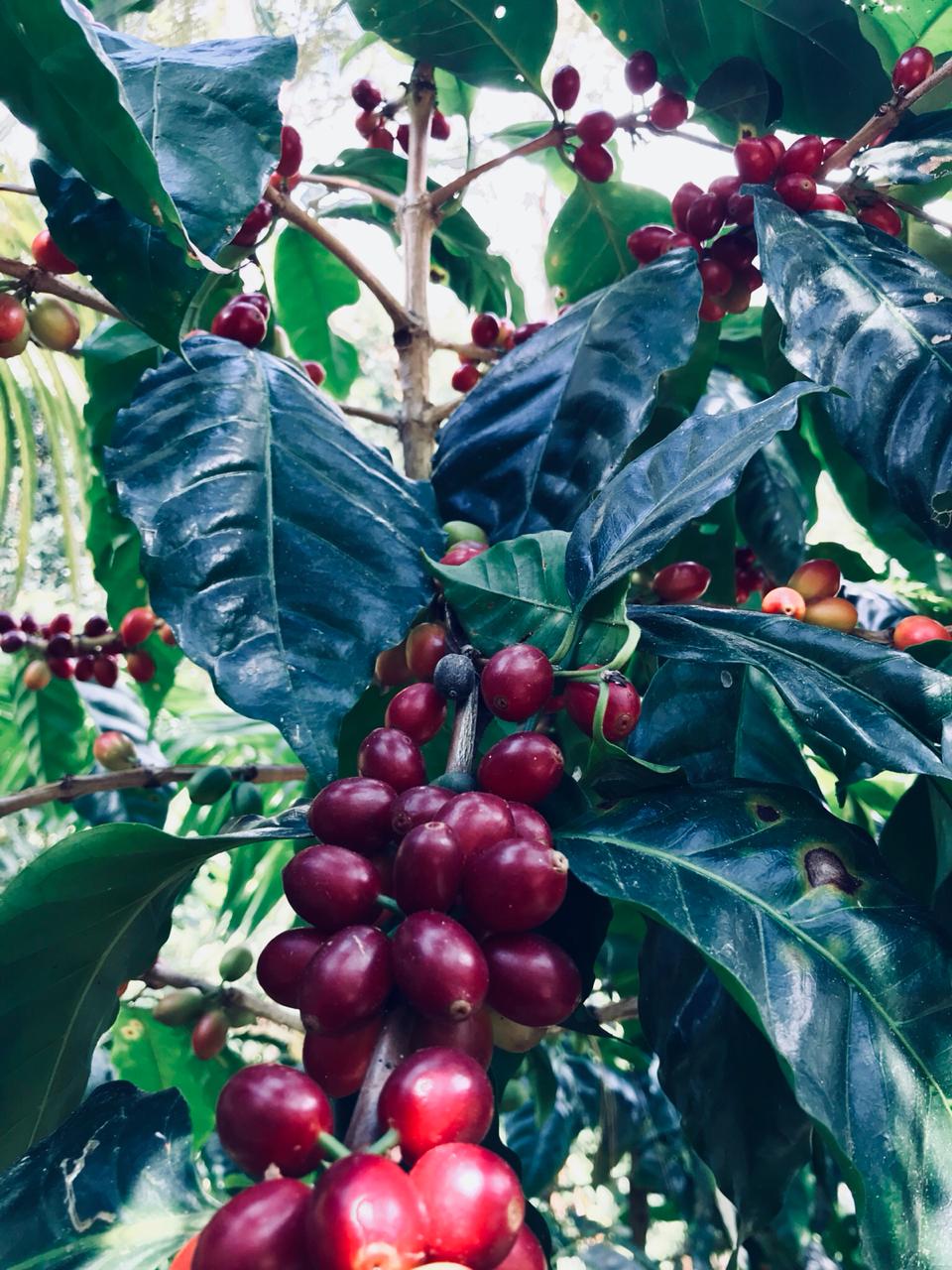 Guatemala, Huehuetenango, koffieplant