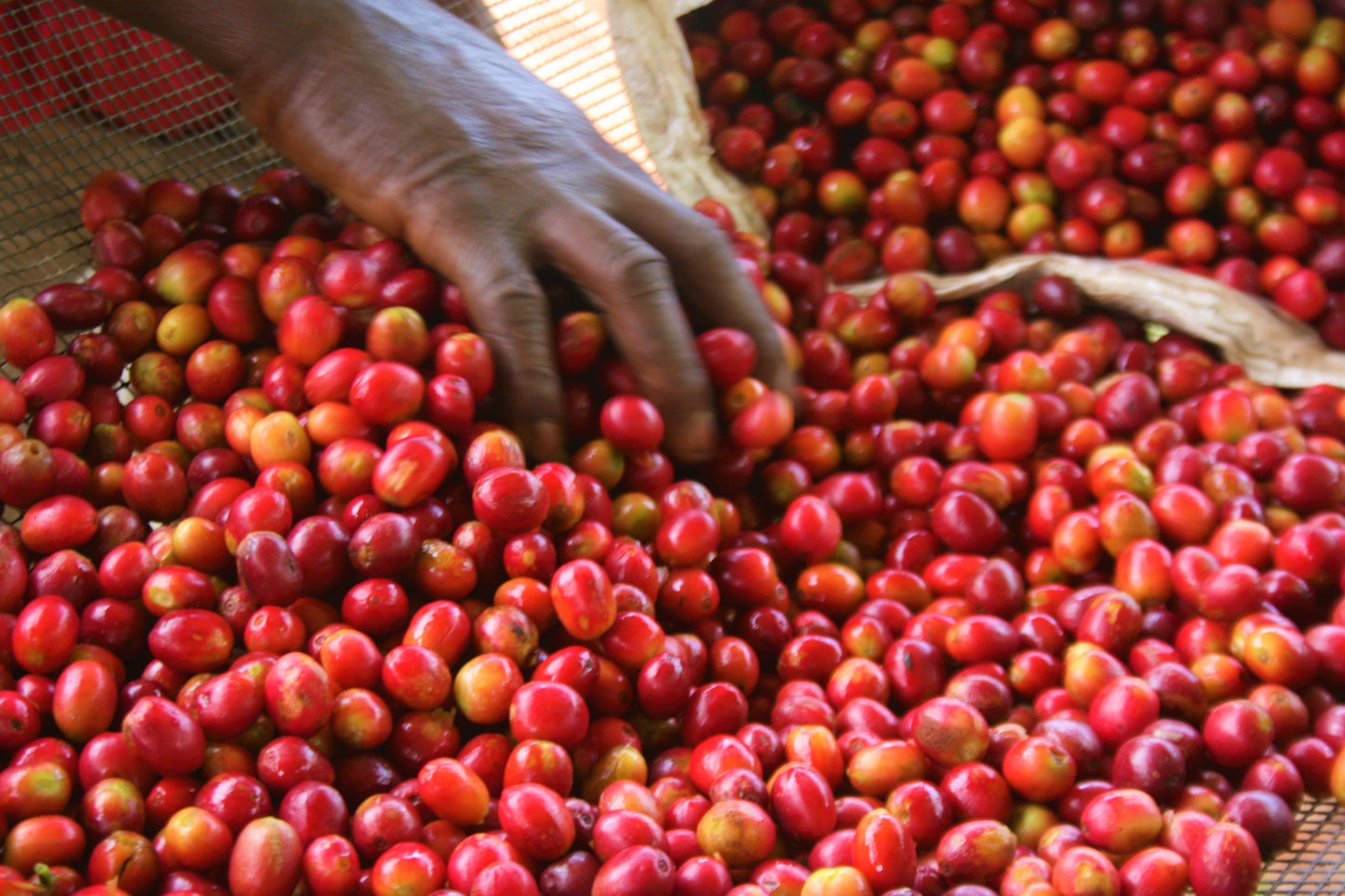 Burundi Turaco — vers gebrande Arabica koffiebonen