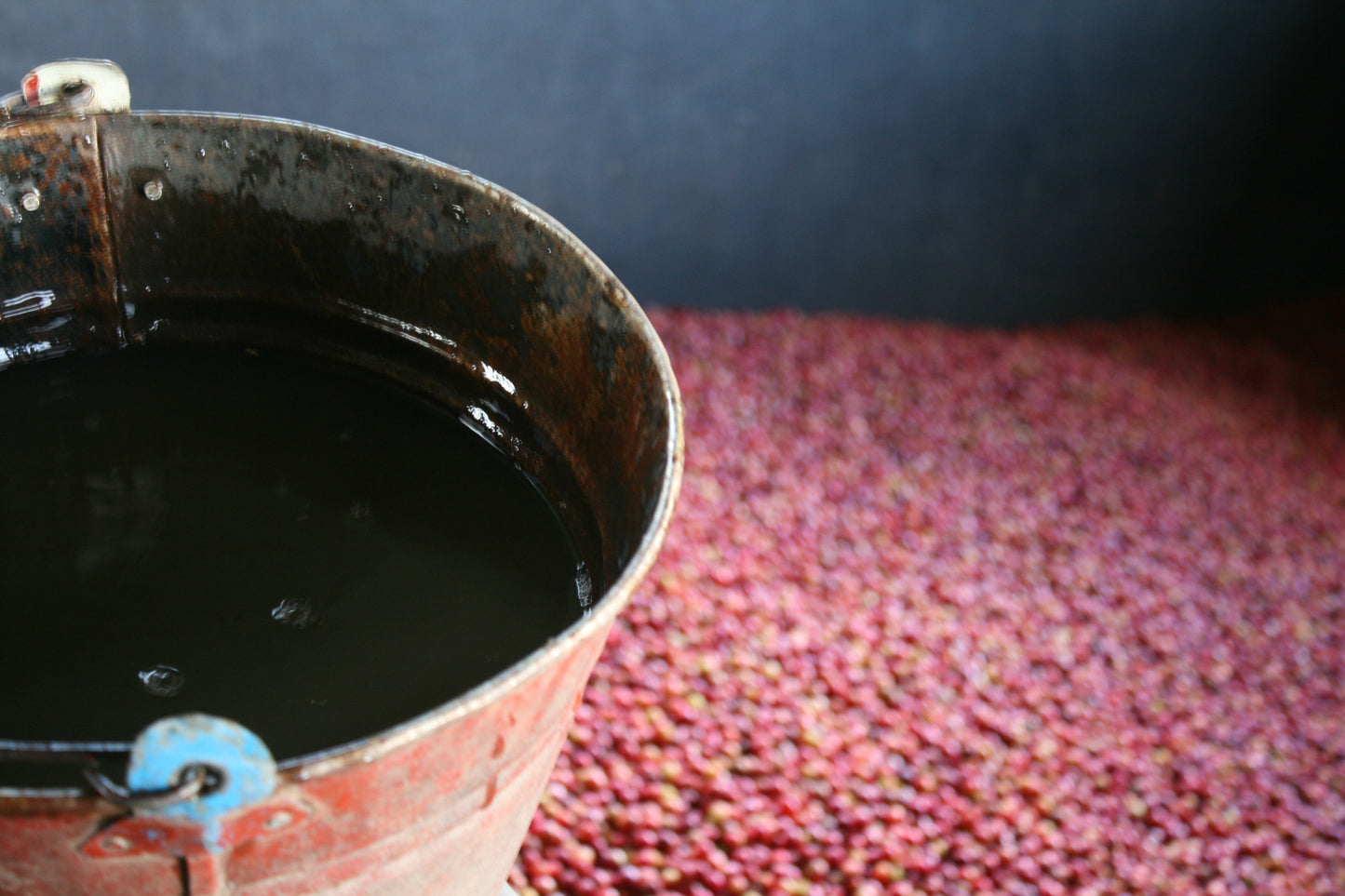 Burundi Turaco — vers gebrande Arabica koffiebonen