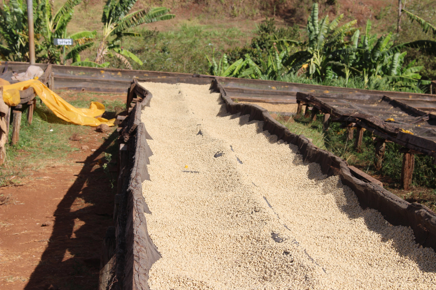 Kenya Riakiberu — vers gebrande Arabica koffiebonen