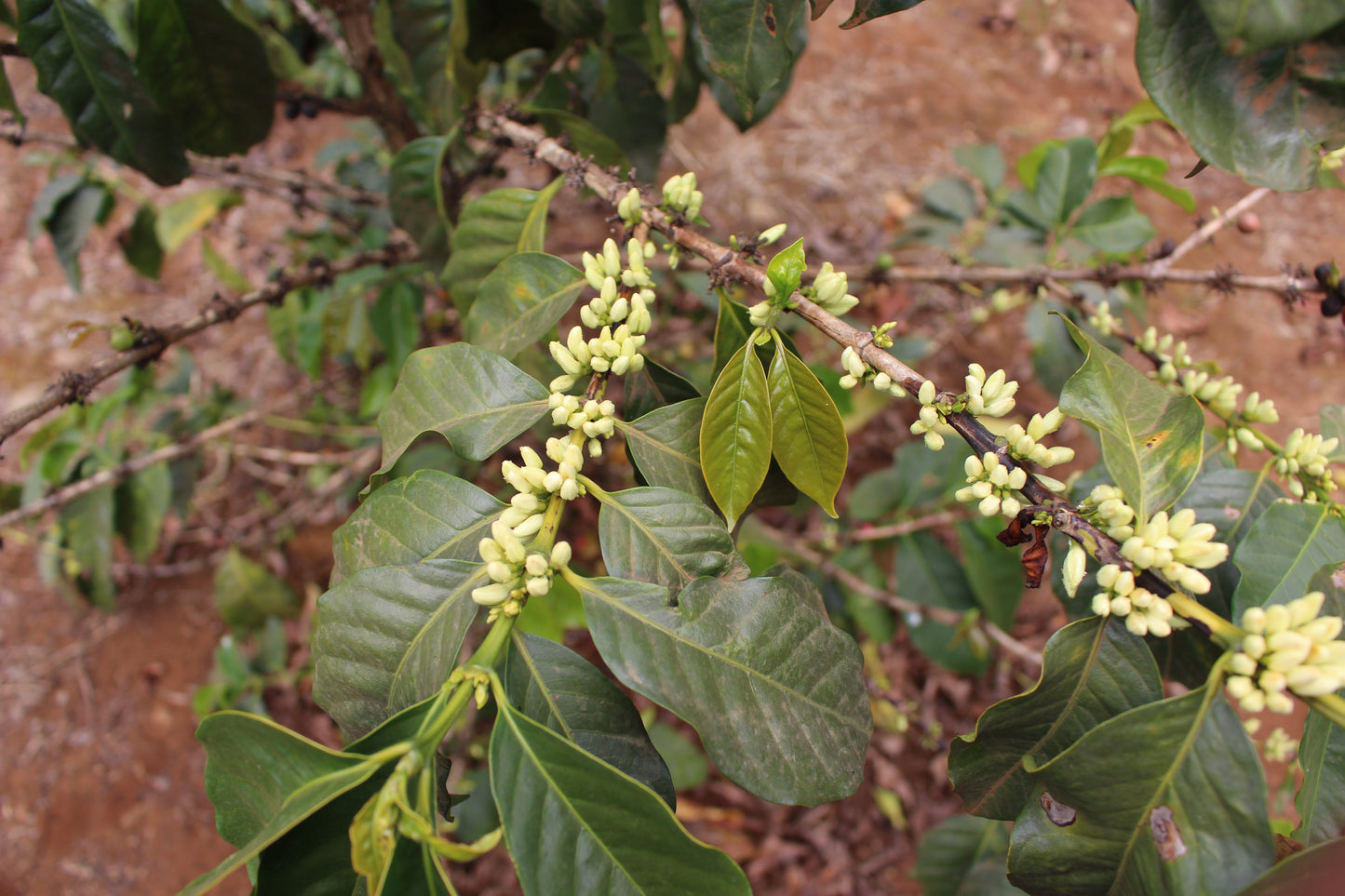 Kenya Riakiberu — vers gebrande Arabica koffiebonen