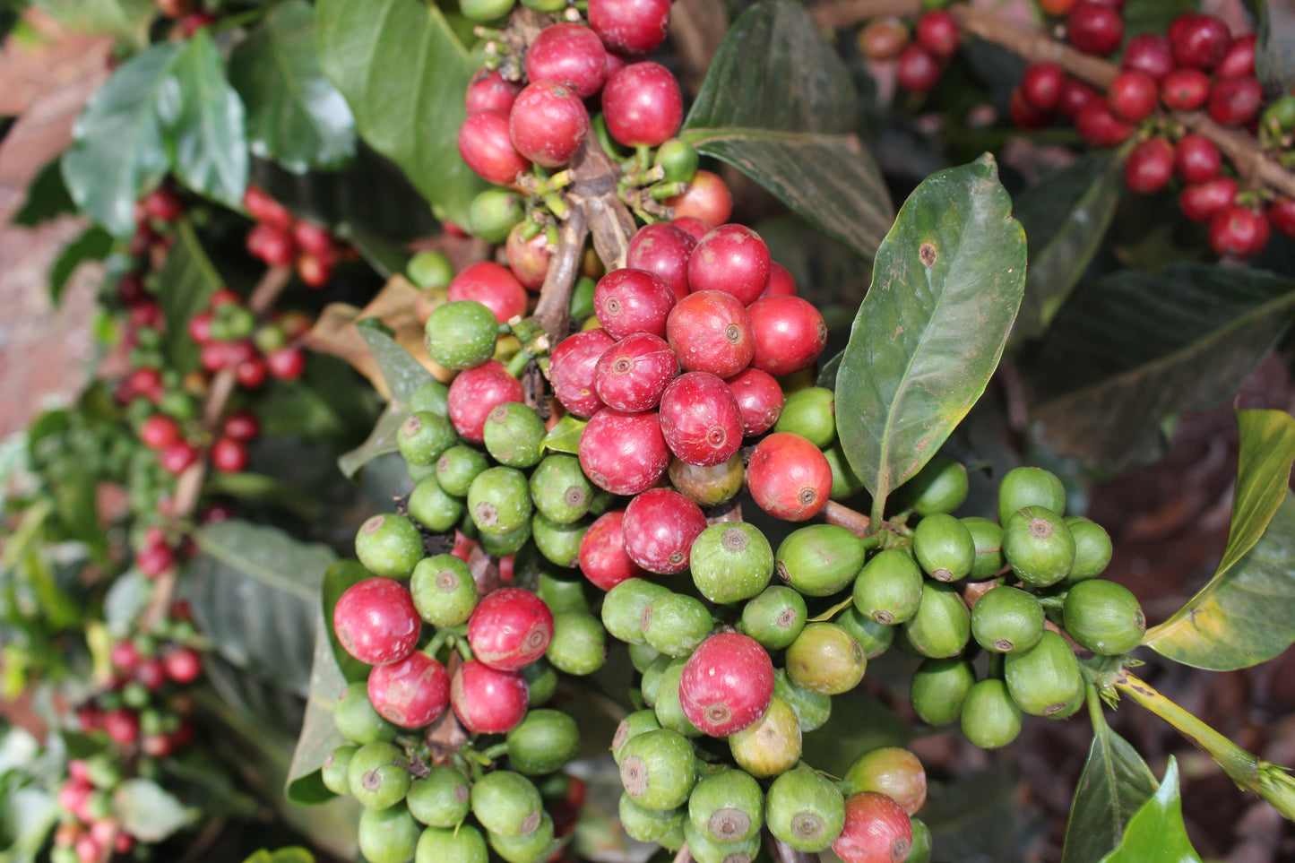 Kenya Riakiberu — vers gebrande Arabica koffiebonen