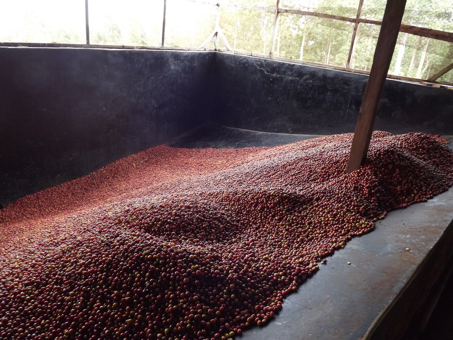Kenya Riakiberu — vers gebrande Arabica koffiebonen