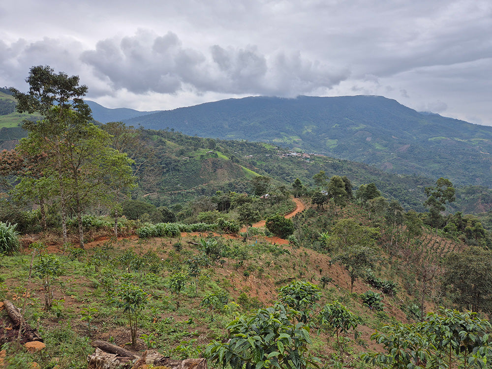 Peru Perlamayo — vers gebrande Arabica koffiebonen