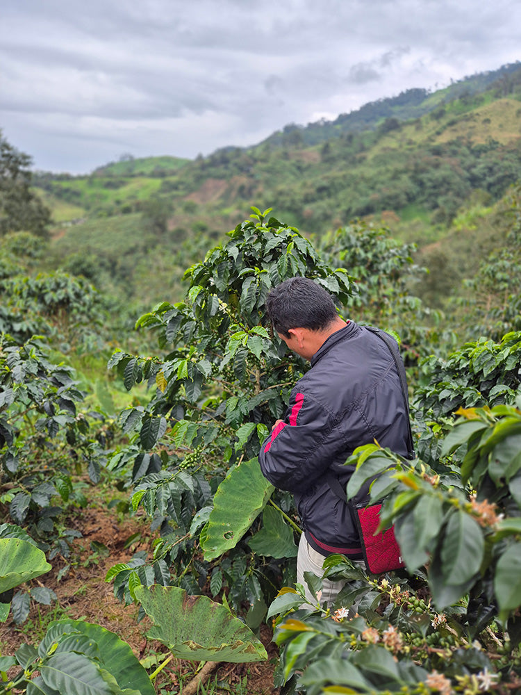 Peru Perlamayo — vers gebrande Arabica koffiebonen
