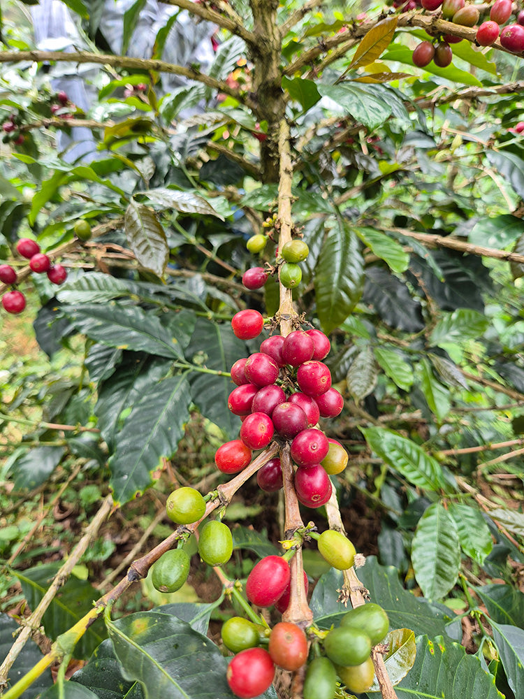 Peru Perlamayo — vers gebrande Arabica koffiebonen