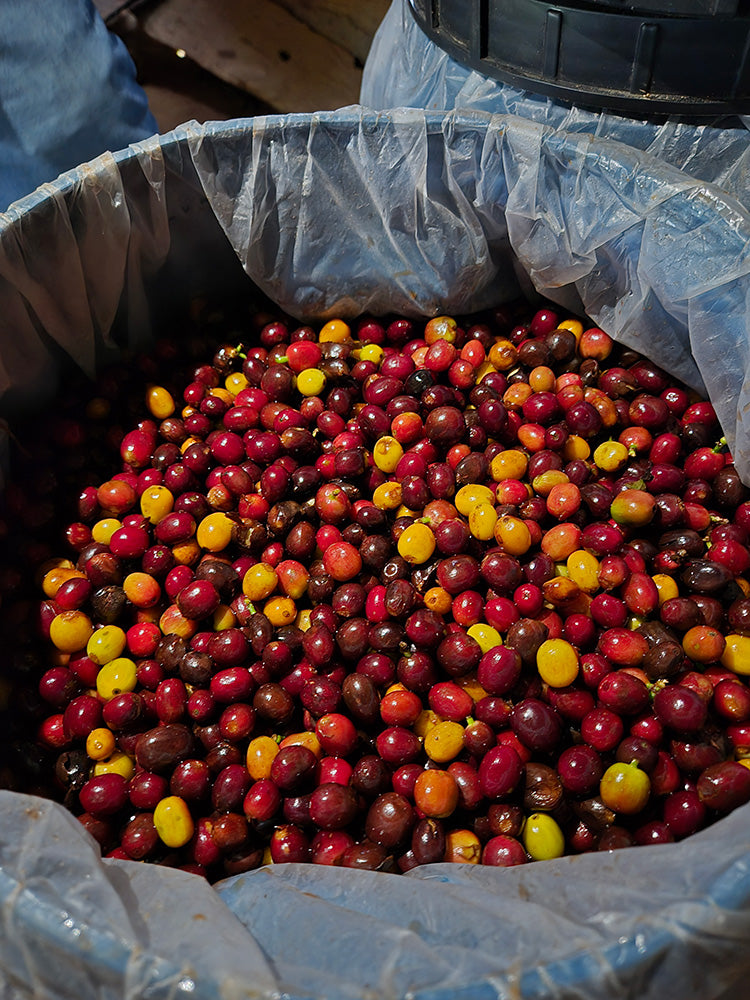 Peru Perlamayo — vers gebrande Arabica koffiebonen