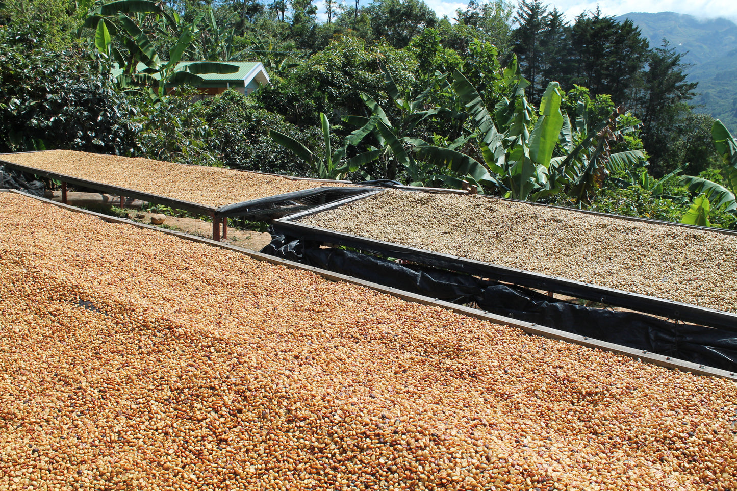Costa Rica Tarrazu La Playa — vers gebrande Arabica koffiebonen