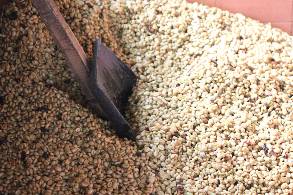Colombia Wuchii Amucaflome — vers gebrande Arabica koffiebonen