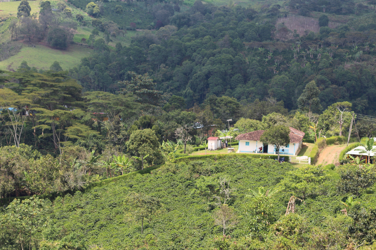 Colombia Wuchii Amucaflome — vers gebrande Arabica koffiebonen