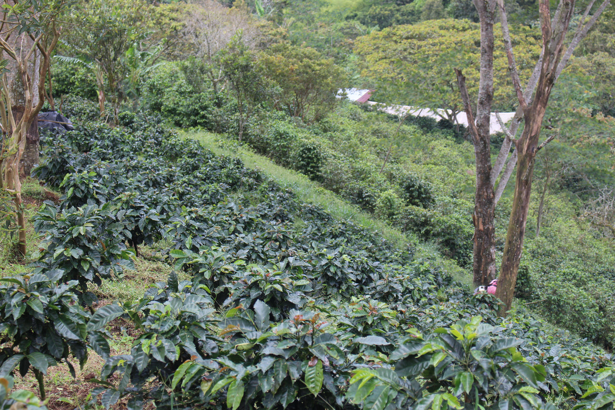 Colombia Wuchii Amucaflome — vers gebrande Arabica koffiebonen