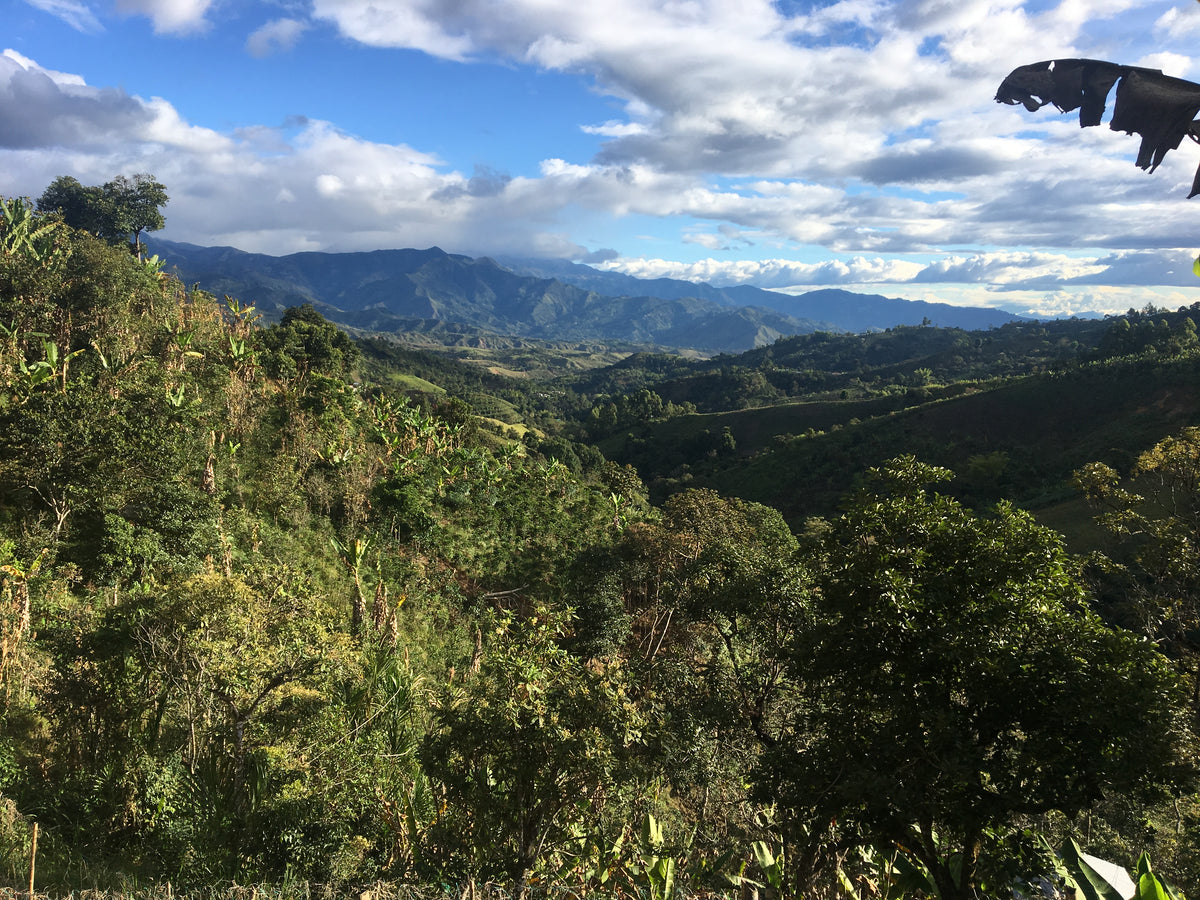 Colombia Wuchii Amucaflome — vers gebrande Arabica koffiebonen