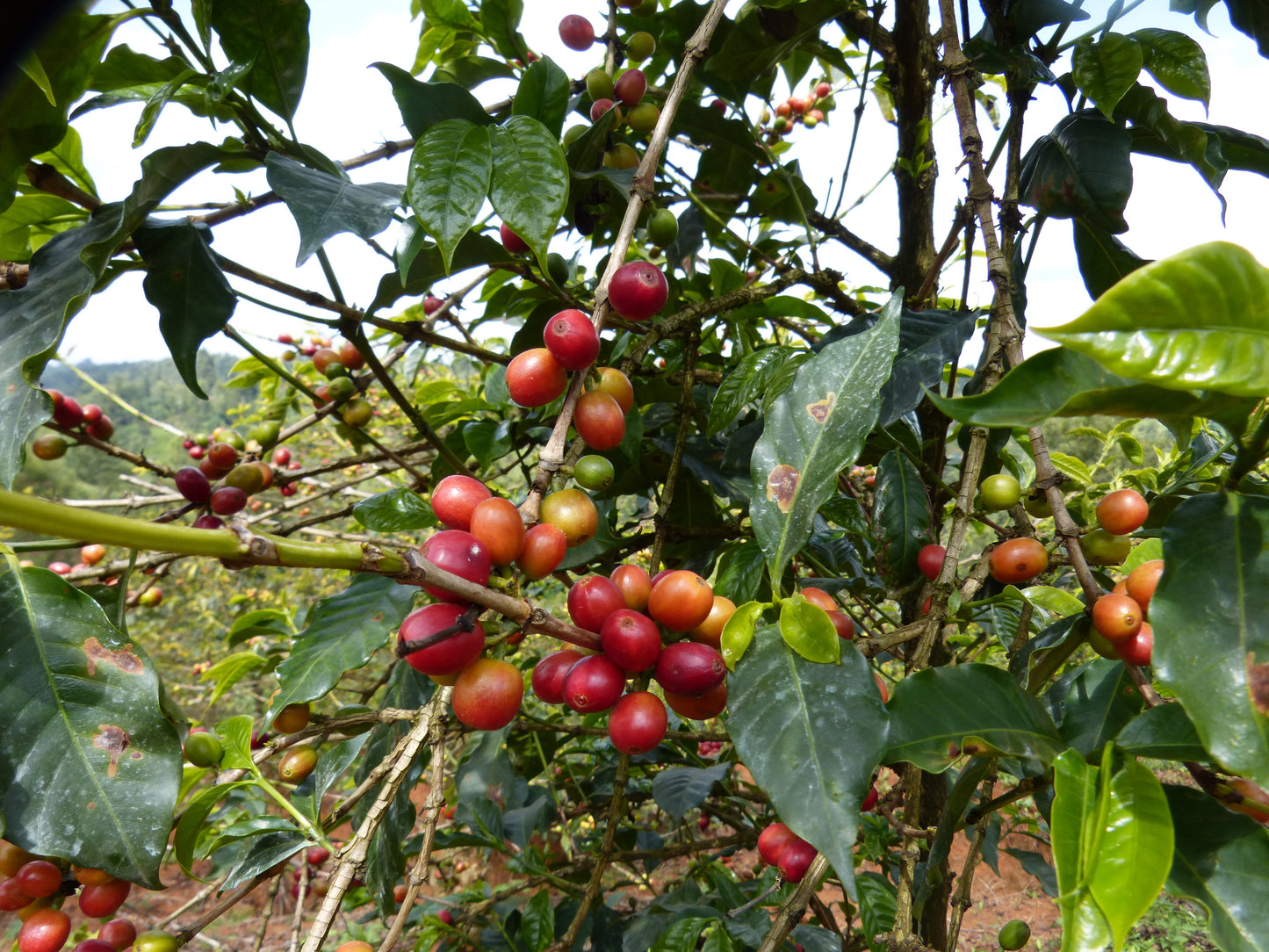 Kenya, Duma, koffieplant