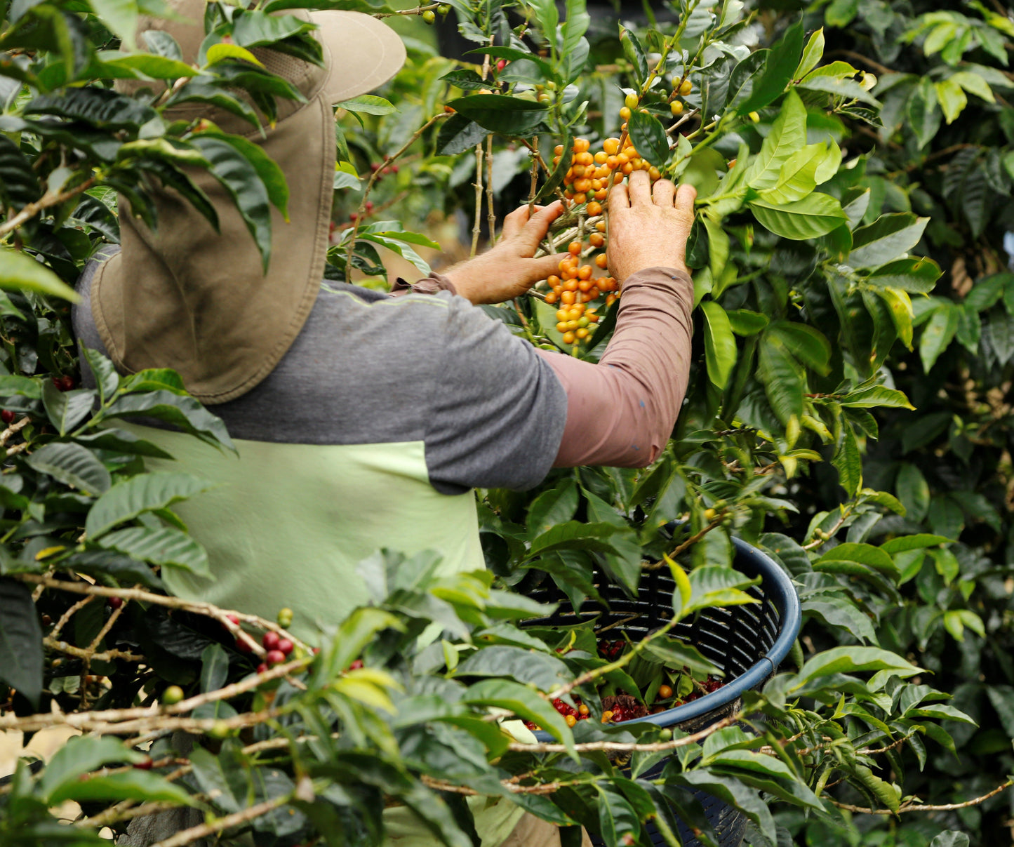Costa Rica Tarrazu La Playa — vers gebrande Arabica koffiebonen