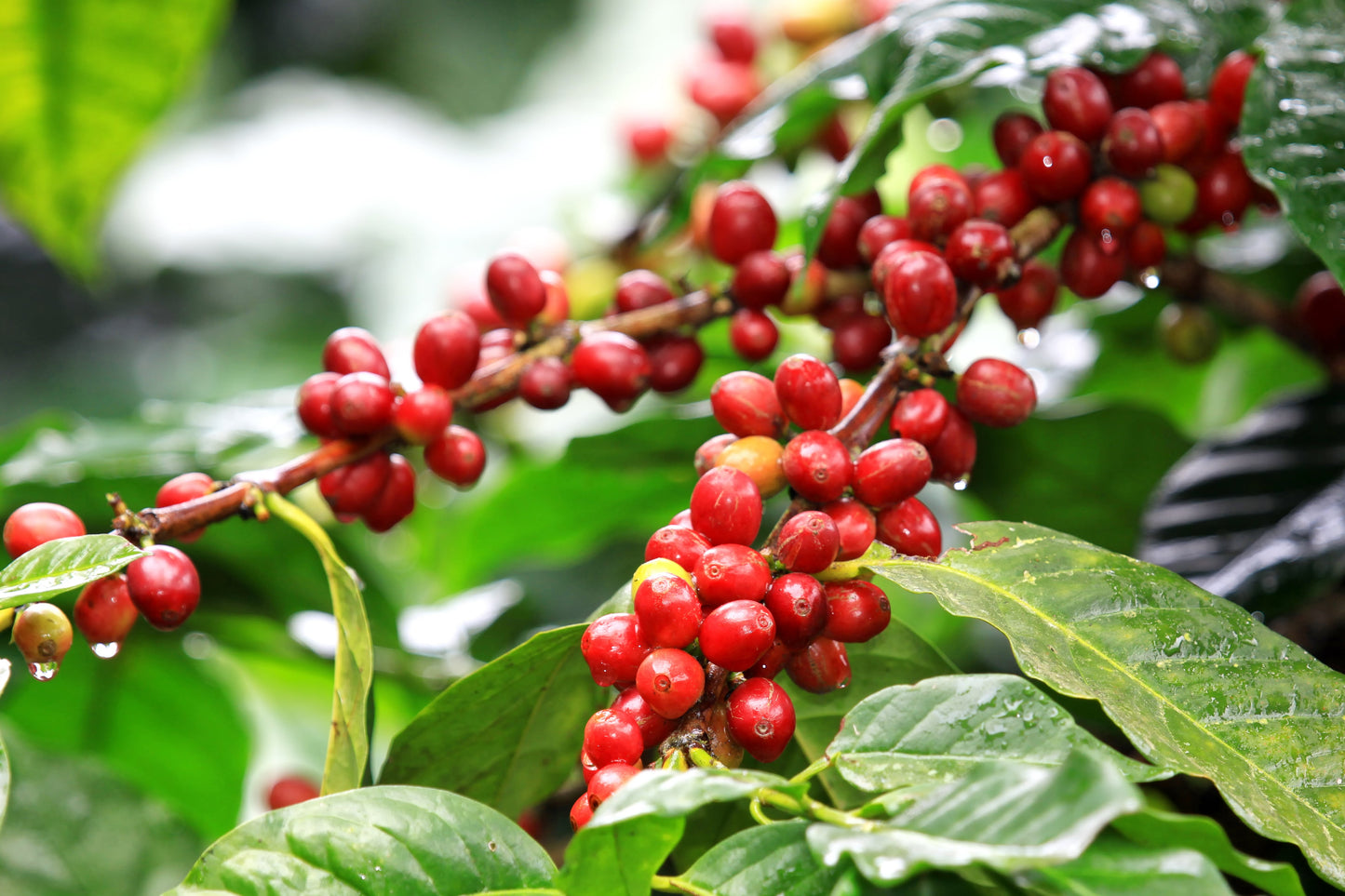 Costa Rica Tarrazu La Playa — vers gebrande Arabica koffiebonen