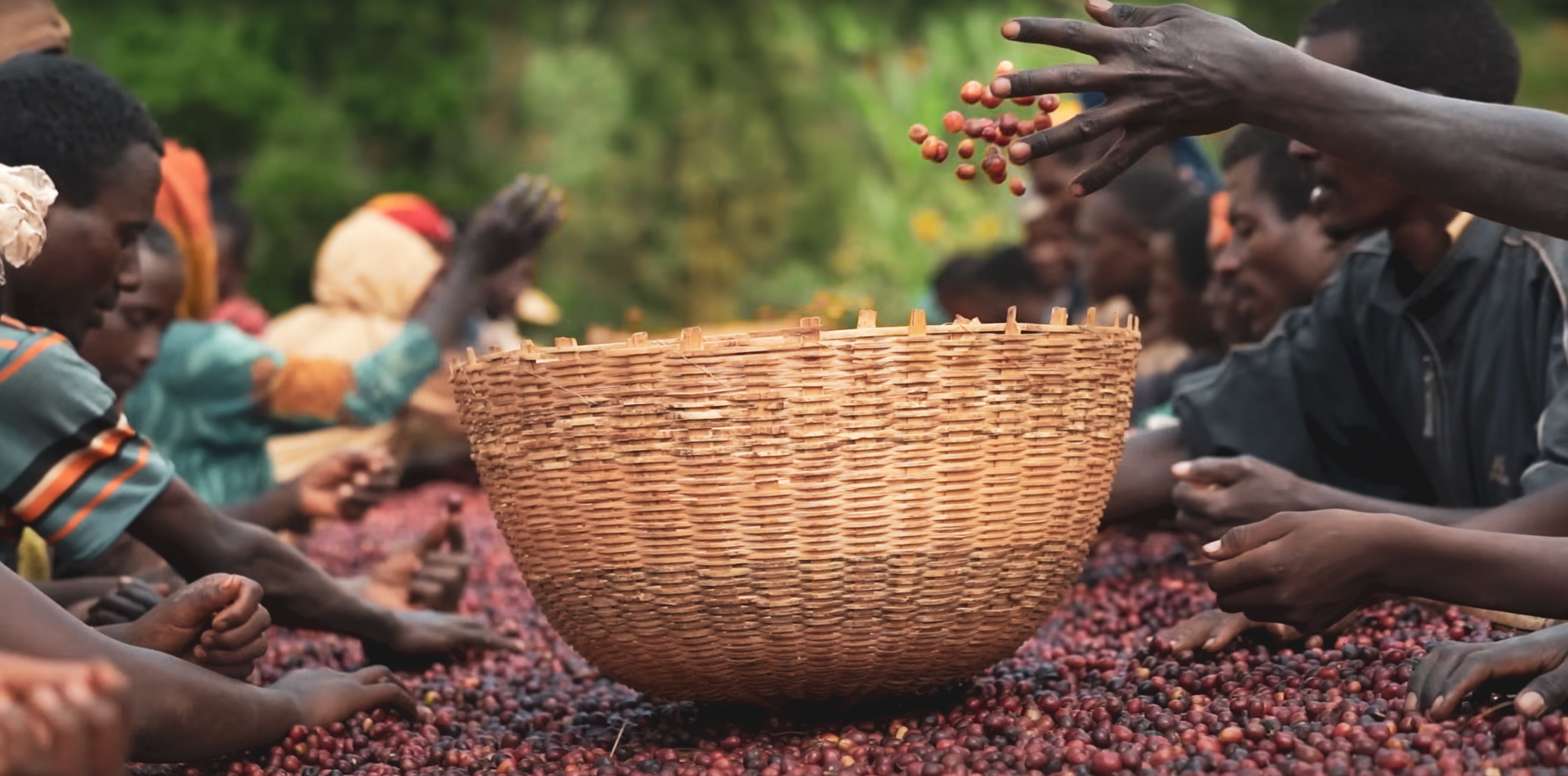 Koffiebessen sorteren