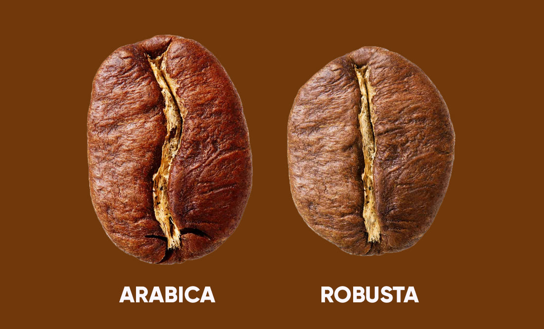 Robusta VS Arabica