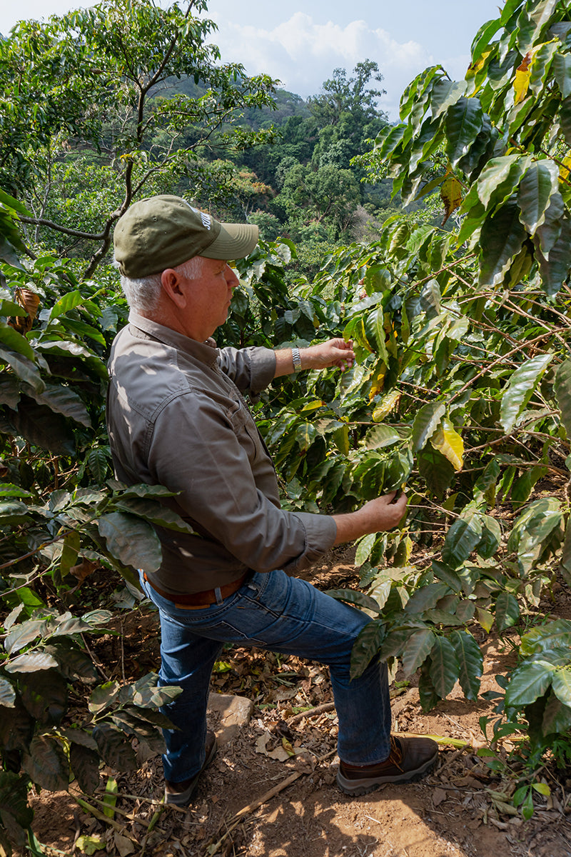 El Salvador El Guamo — vers gebrande Arabica koffiebonen