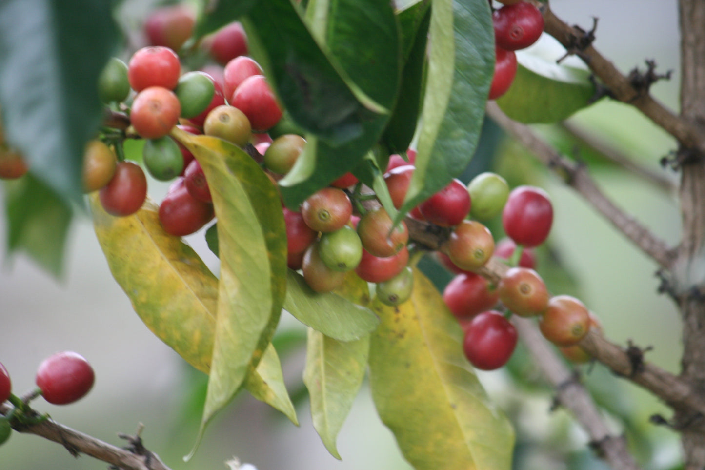 Burundi Turaco — vers gebrande Arabica koffiebonen