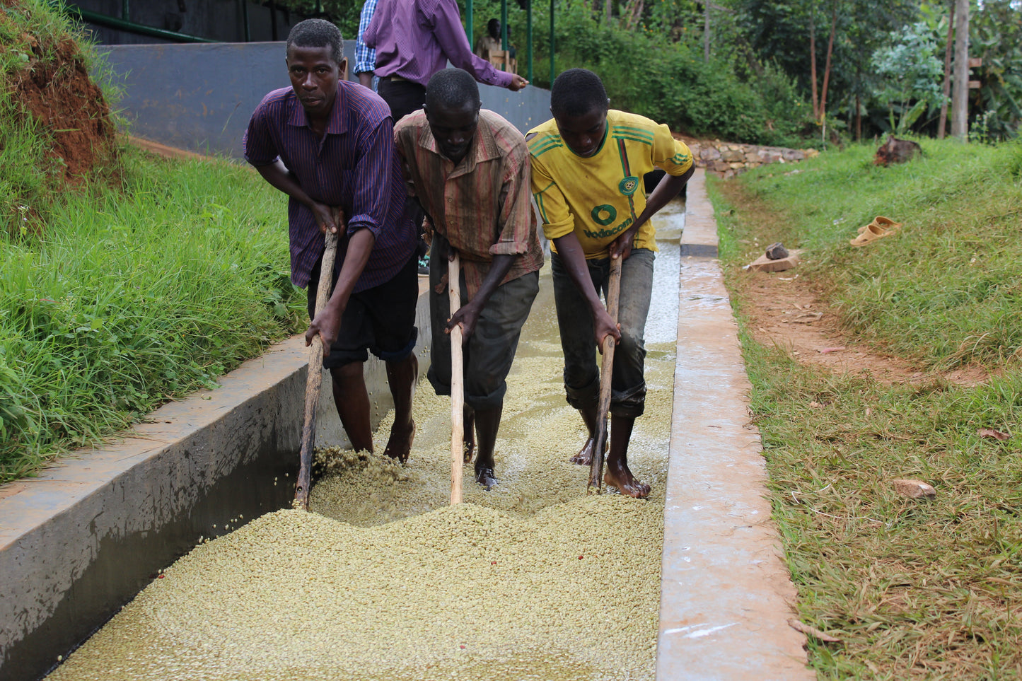 Burundi Turaco — vers gebrande Arabica koffiebonen