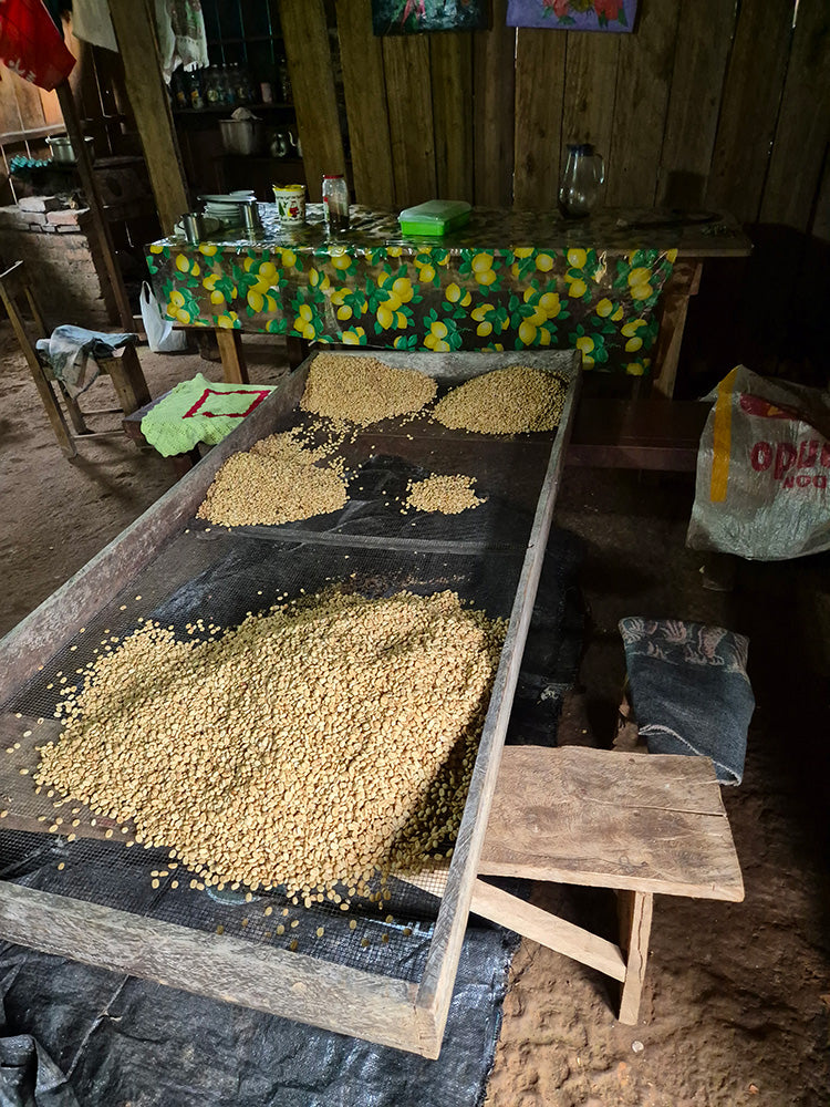 Peru Perlamayo — vers gebrande Arabica koffiebonen