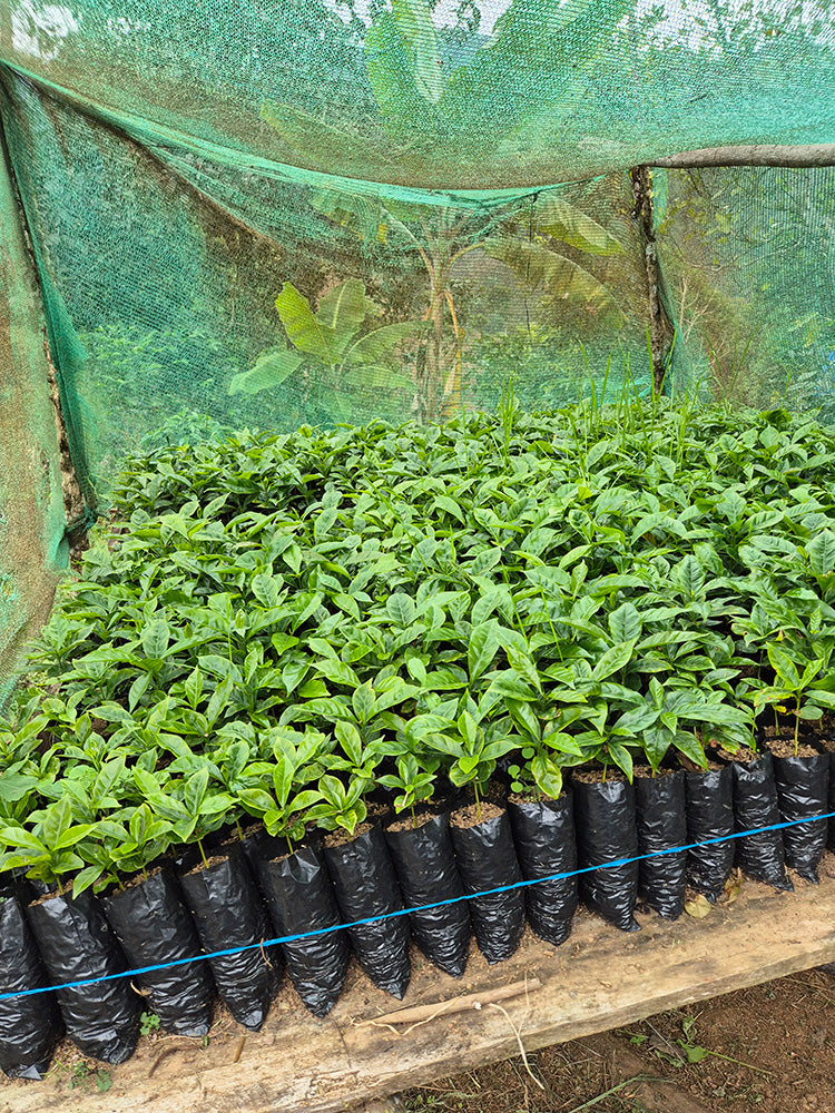 Peru Perlamayo — vers gebrande Arabica koffiebonen
