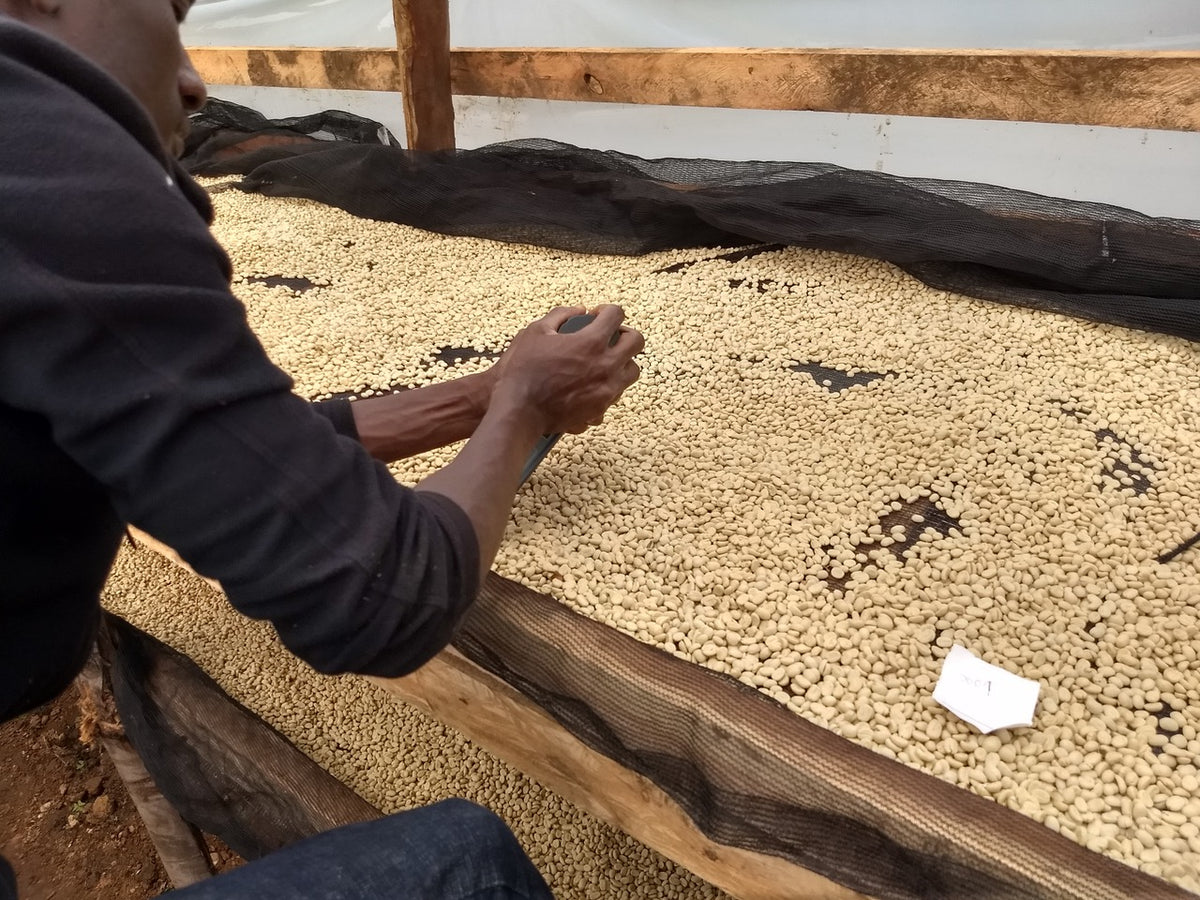 Uganda Buwobodeya — vers gebrande Arabica koffiebonen