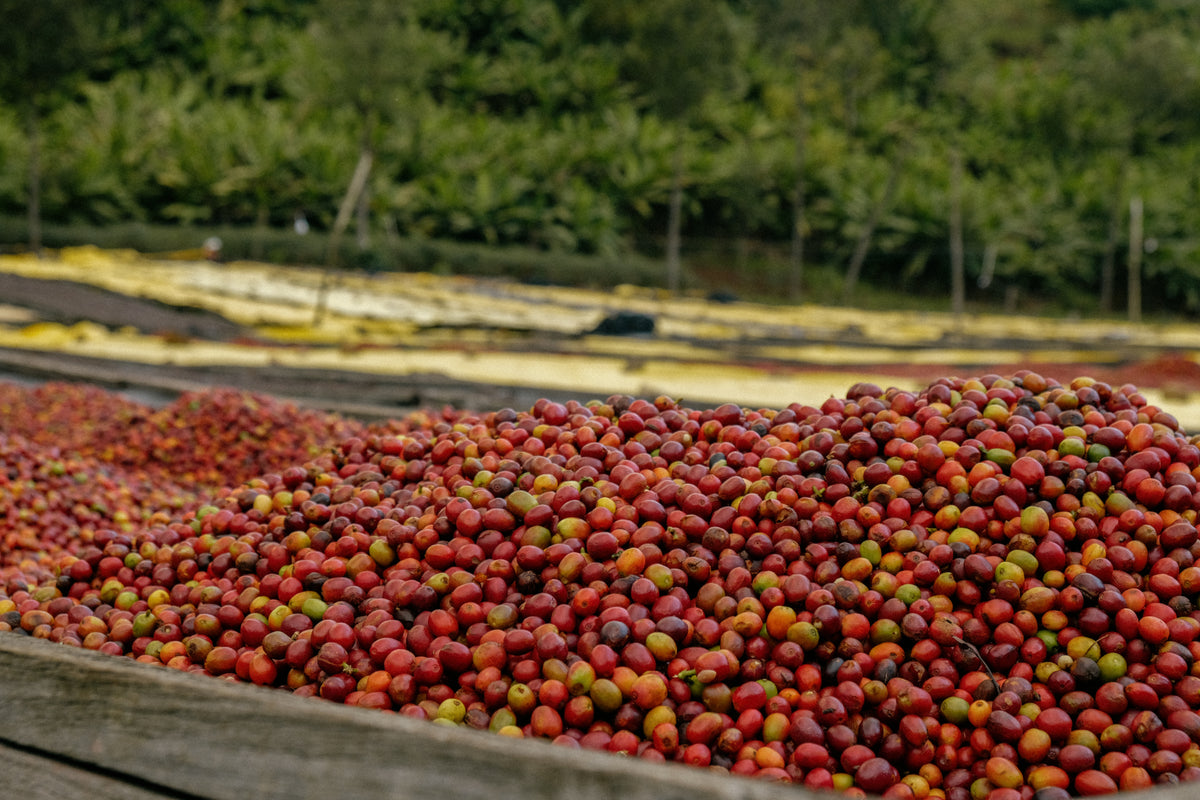 Rwanda Ischema — vers gebrande Arabica koffiebonen