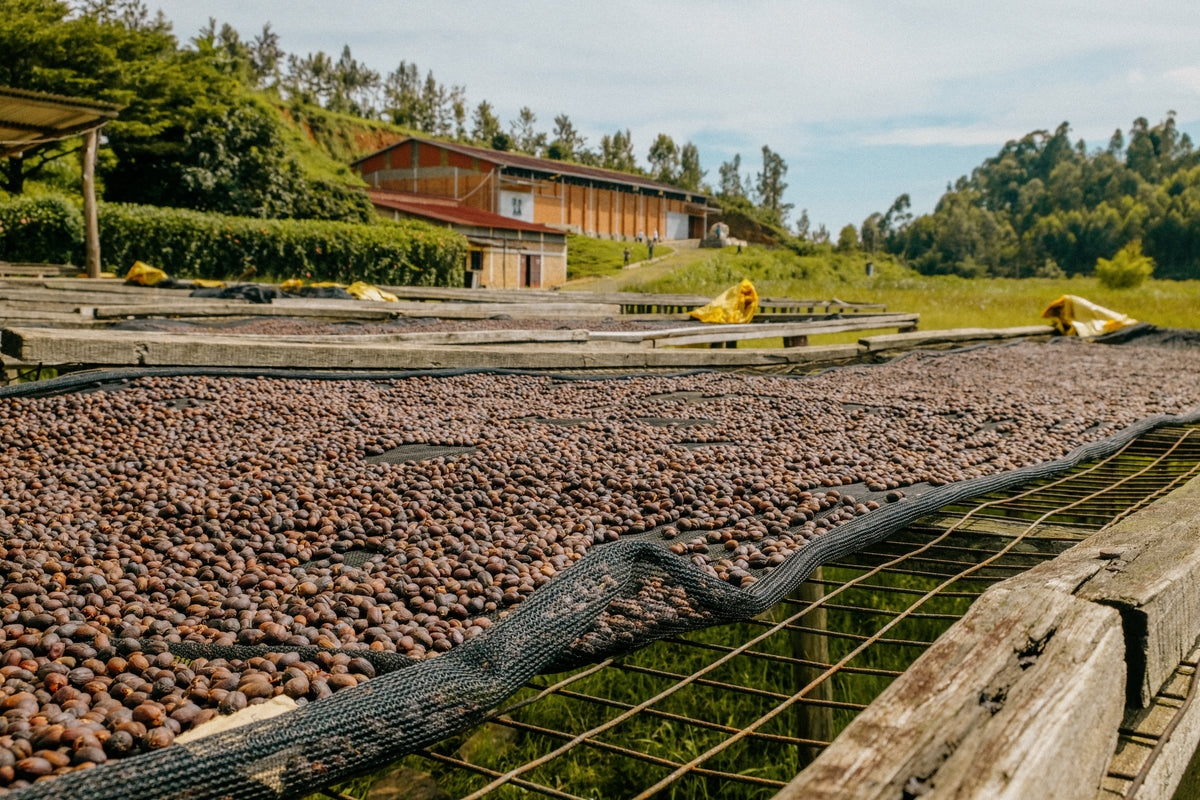 Rwanda Ischema — vers gebrande Arabica koffiebonen