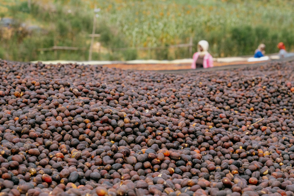 Rwanda Ischema — vers gebrande Arabica koffiebonen