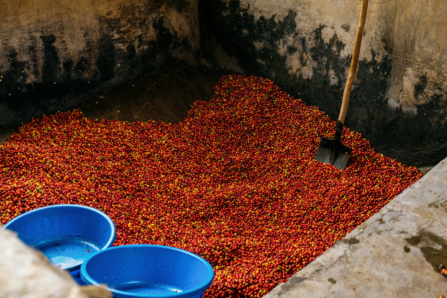 Rwanda Ischema — vers gebrande Arabica koffiebonen