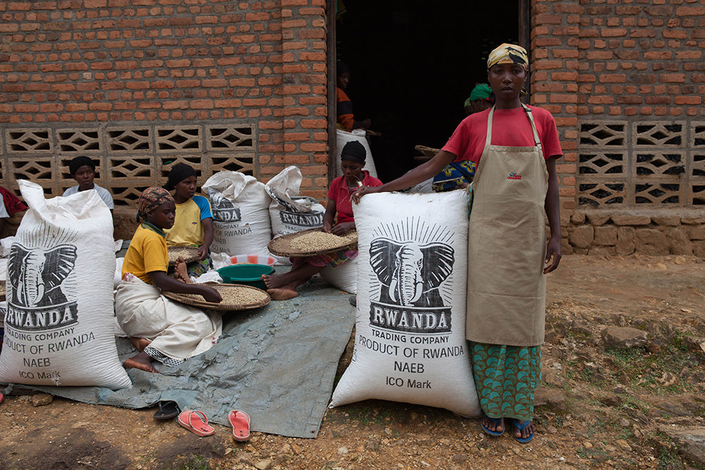 Rwanda Nyungwe — vers gebrande Arabica koffiebonen