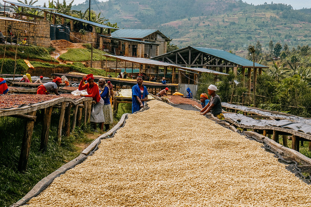 Rwanda Nyungwe — vers gebrande Arabica koffiebonen