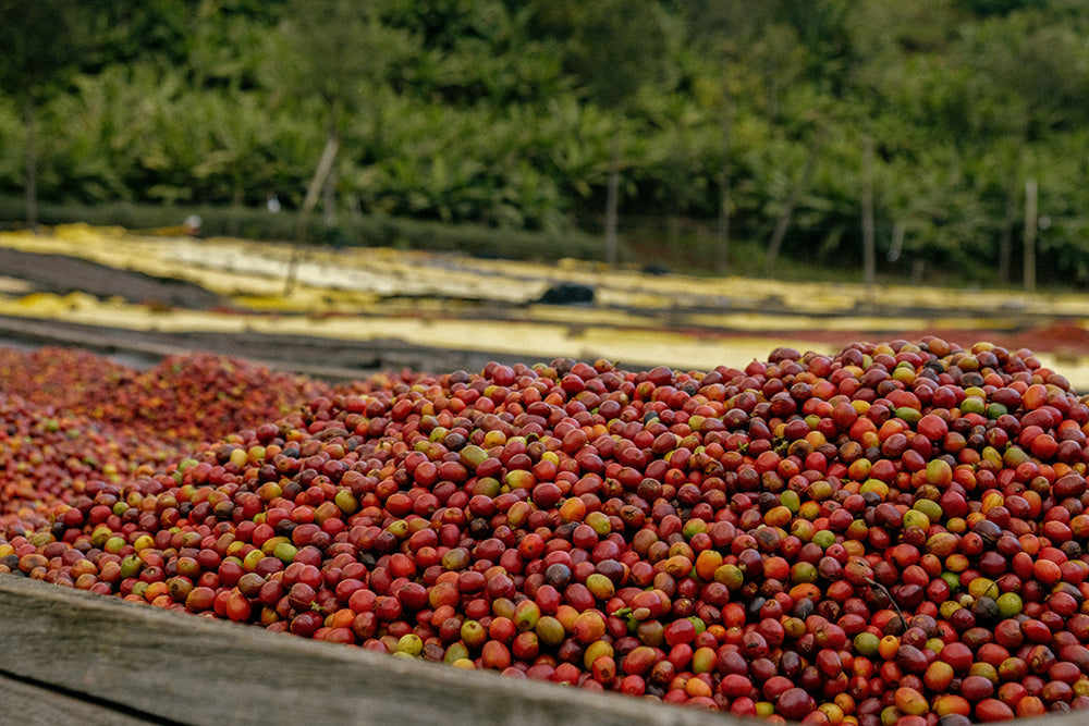 Rwanda Nyungwe — vers gebrande Arabica koffiebonen