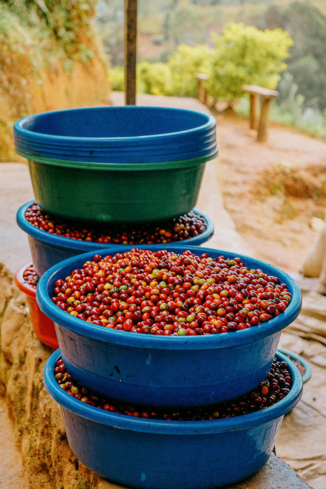 Rwanda Nyungwe — vers gebrande Arabica koffiebonen