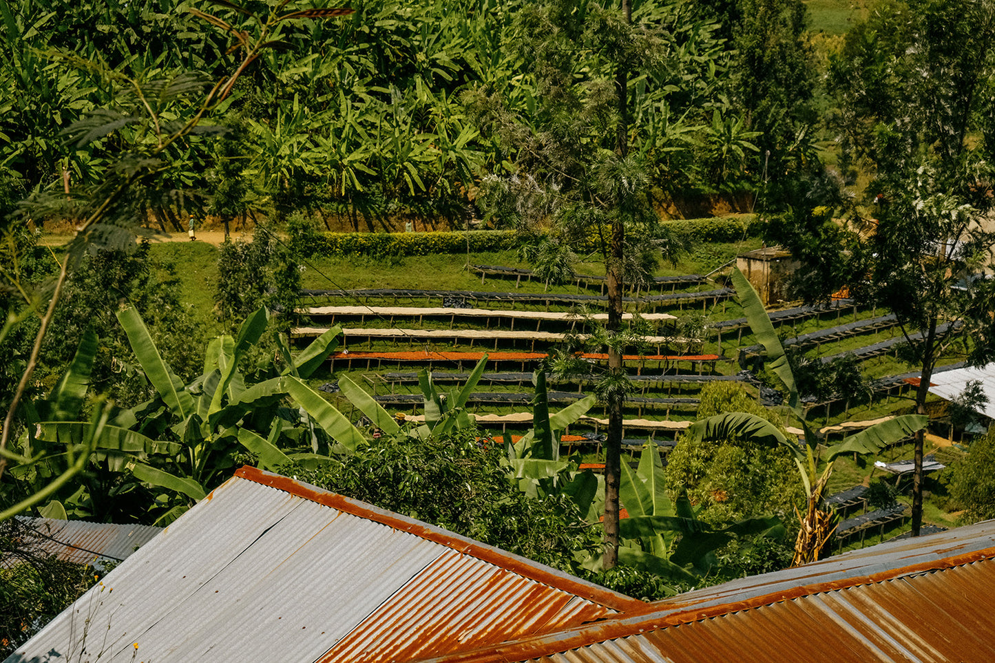 Rwanda Nyungwe — vers gebrande Arabica koffiebonen
