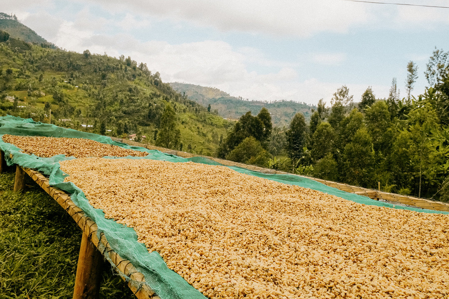 Rwanda Nyungwe — vers gebrande Arabica koffiebonen