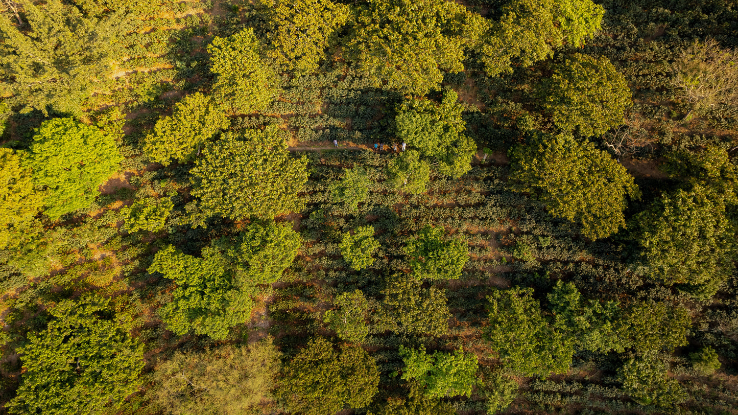 El Salvador El Guamo — vers gebrande Arabica koffiebonen