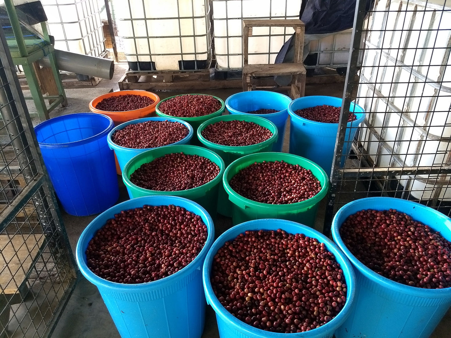 Uganda Buwobodeya — vers gebrande Arabica koffiebonen