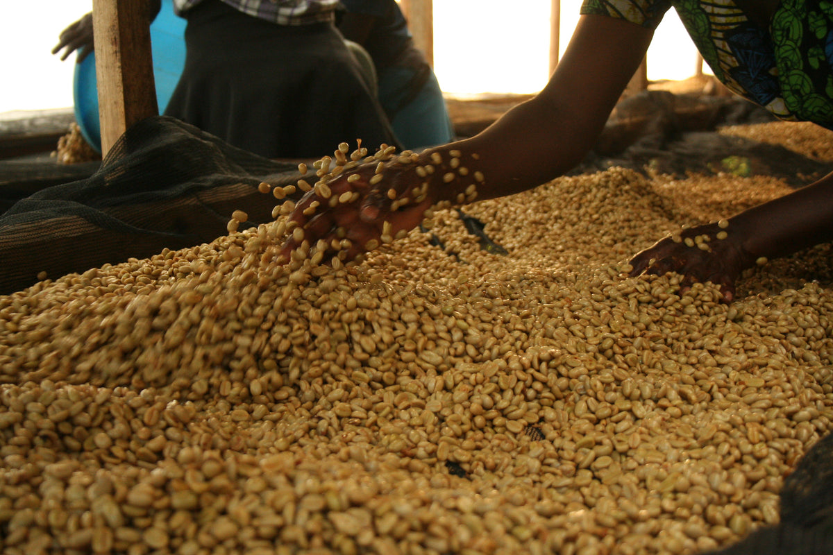 Uganda Buwobodeya — vers gebrande Arabica koffiebonen