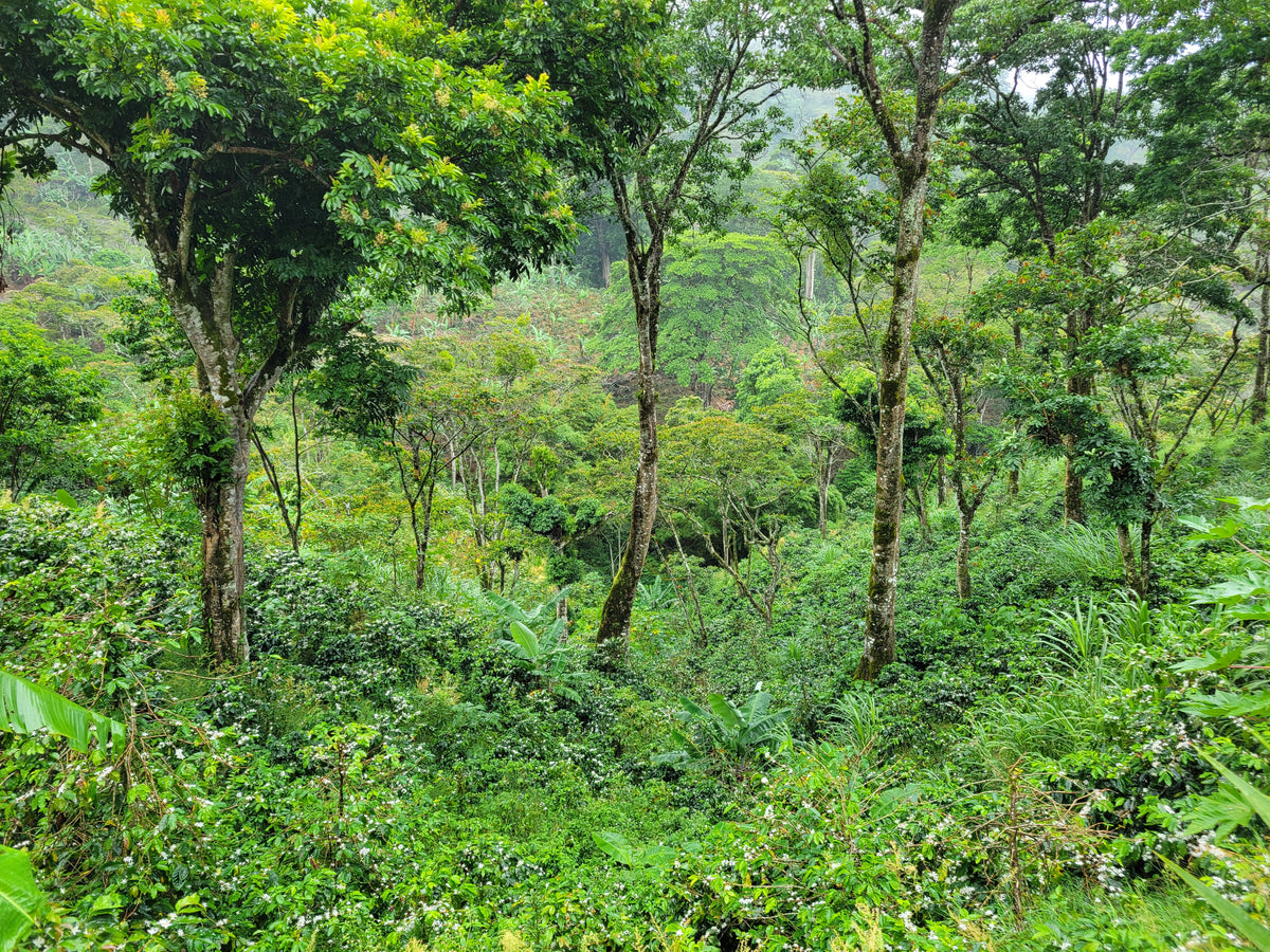 Nicaragua Tierra Linda — vers gebrande Arabica koffiebonen