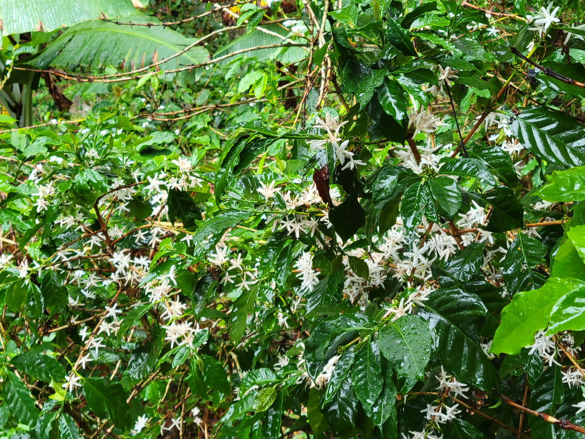 Nicaragua Tierra Linda — vers gebrande Arabica koffiebonen