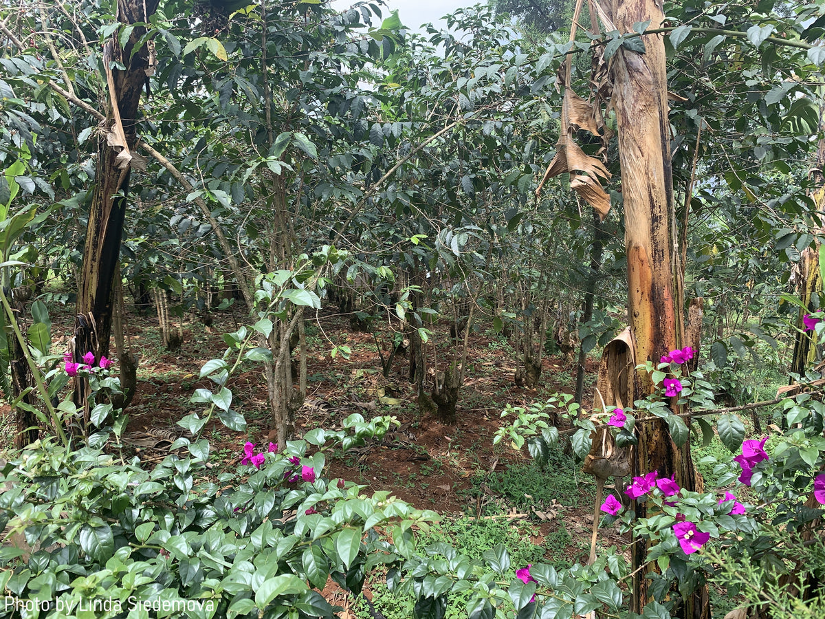 Uganda Buwobodeya — vers gebrande Arabica koffiebonen