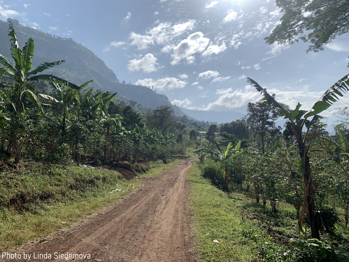 Uganda Buwobodeya — vers gebrande Arabica koffiebonen